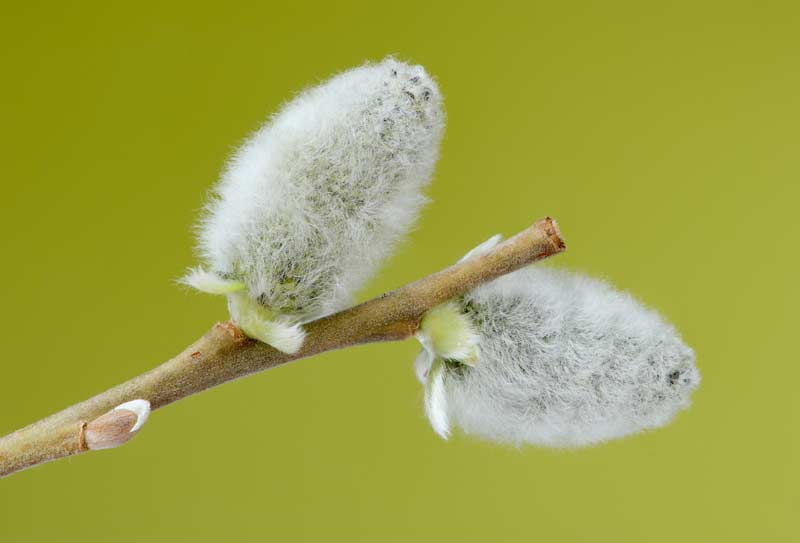 Junge Blütenkätzchen einer Sal-Weide (Salix caprea)