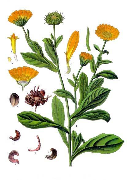 Ringelblume eignet sich hervorragend als Zutat für Handcremes. (Bild Franz Eugen Köhler, Köhler's Medizinal-Pflanzen)