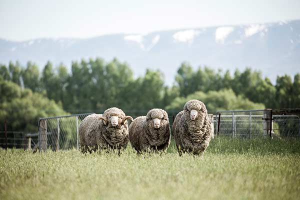 Devold bezieht seine Wolle aus Neuseeland, Argentinien und Uruguay.