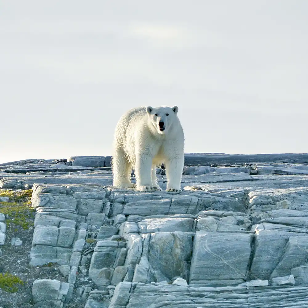 Einer von mehreren Schreckmomenten: Unerwarteter Besuch eines Eisbärs. Bild: Silvan Schüpbach